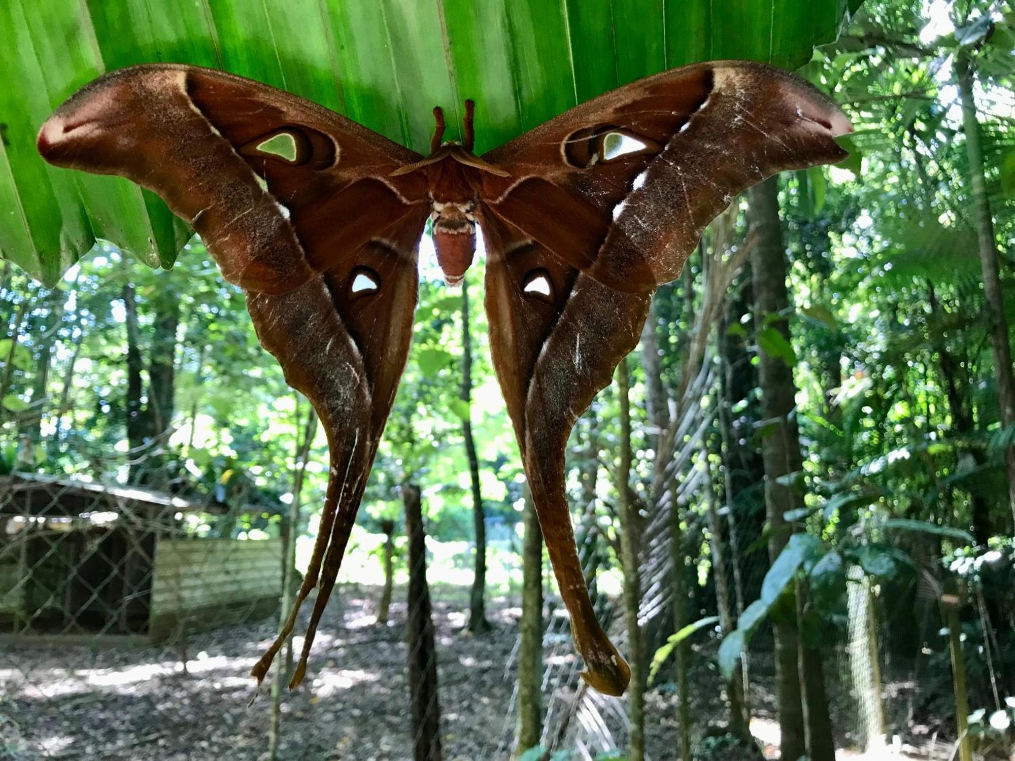 Daintree Siesta Villa Diwan Eksteriør billede