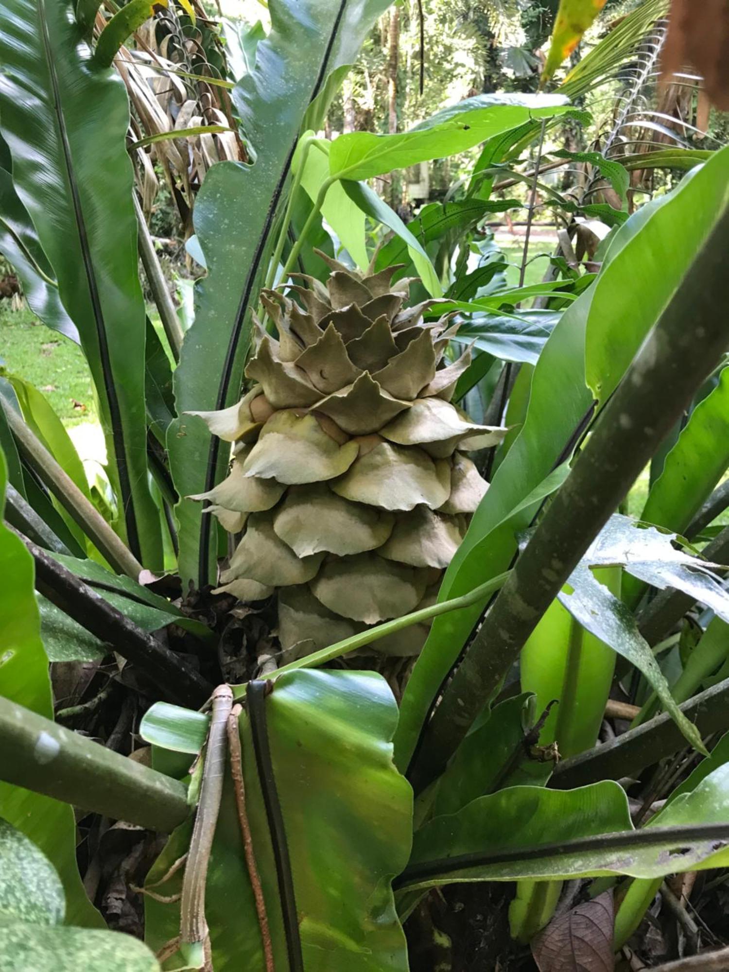 Daintree Siesta Villa Diwan Eksteriør billede
