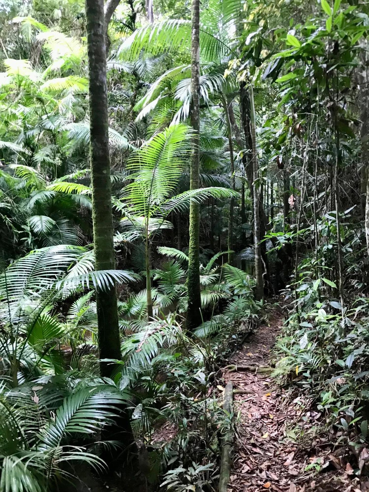 Daintree Siesta Villa Diwan Eksteriør billede